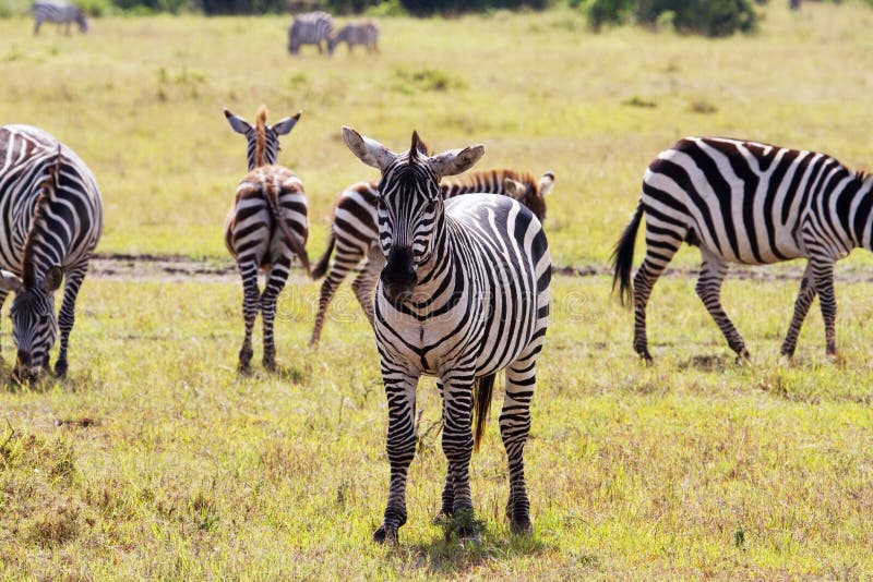 Zebras looking in all directions