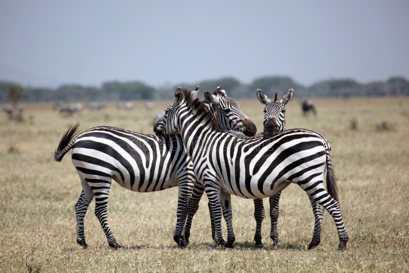 Zebras on the Lookout on the Serengeti