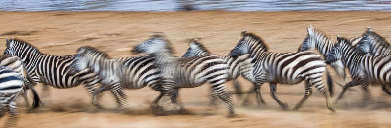 Zebras loopt in het stof in motie kenia tanzania Nationaal Park serengeti Masai Mara stock foto Zebras loopt in het stof in motie kenia tanzania Nationaal Park serengeti Masai Mara stock foto