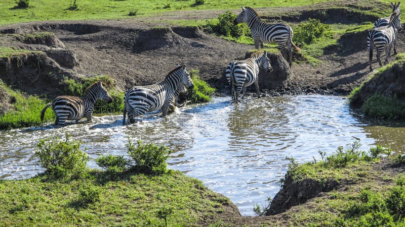 Zebras in Masai Mara national park look for a water hole to drink