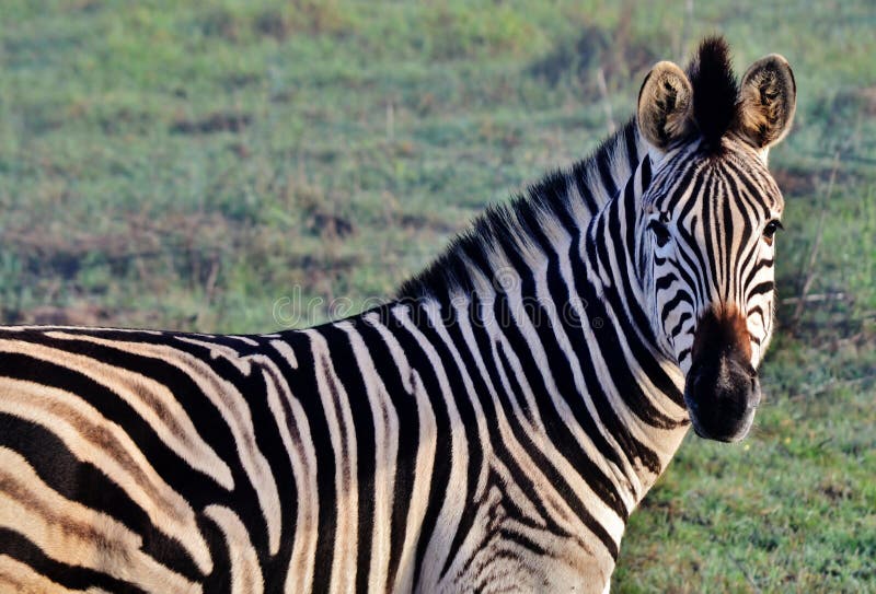 Zebras in the mist...