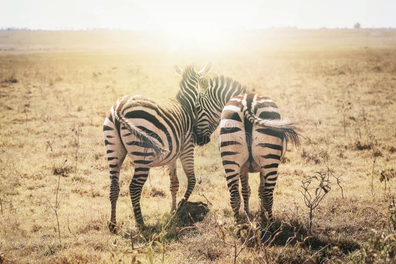 Zebras no amor Masai Mara, Kenya, África foto de stock Zebras no amor Masai Mara, Kenya, África foto de stock