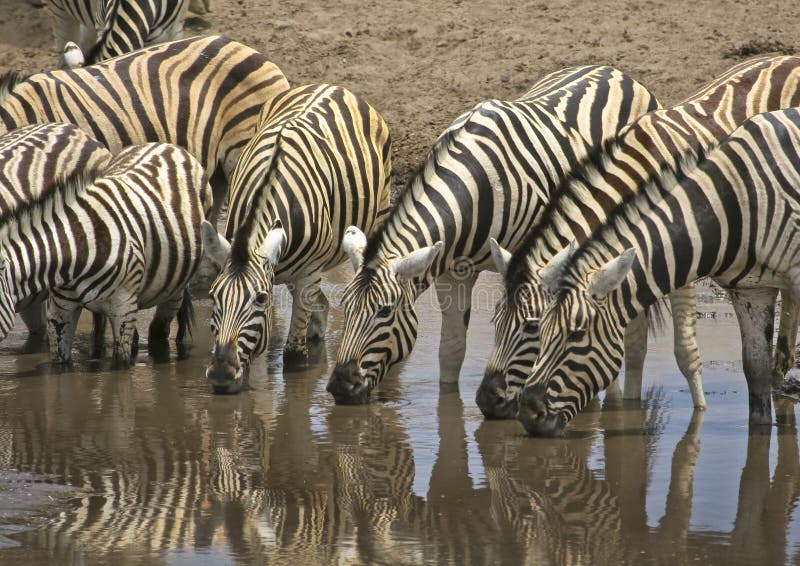 Zebras que bebem no waterhole