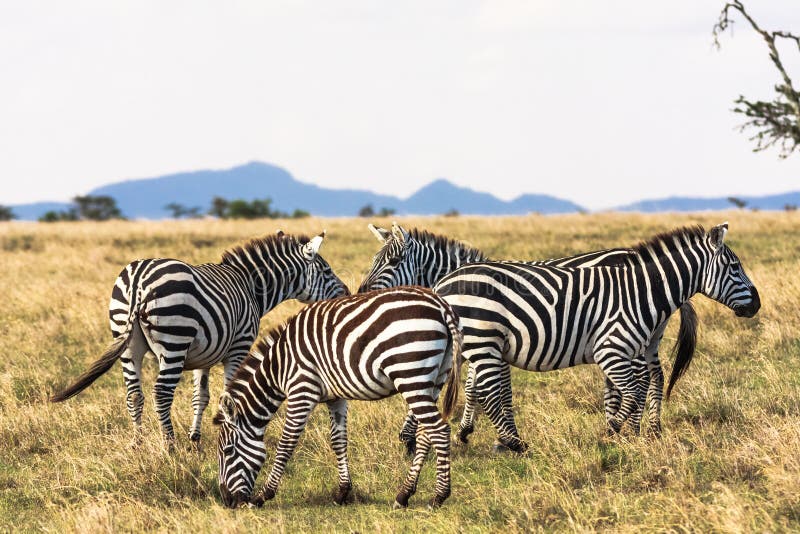 Zebras in the savannah. stock images Zebras in the savannah. stock images