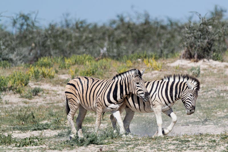 Zebras Their Natural Habitat Stock Photos - Free & Royalty-Free Stock  Photos from Dreamstime