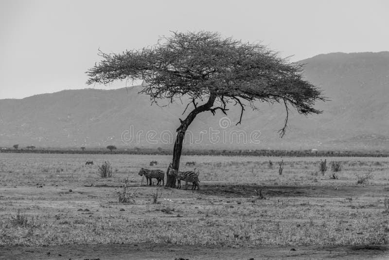 Zebras Under Tree Stock Photos - Free & Royalty-Free Stock Photos from ...