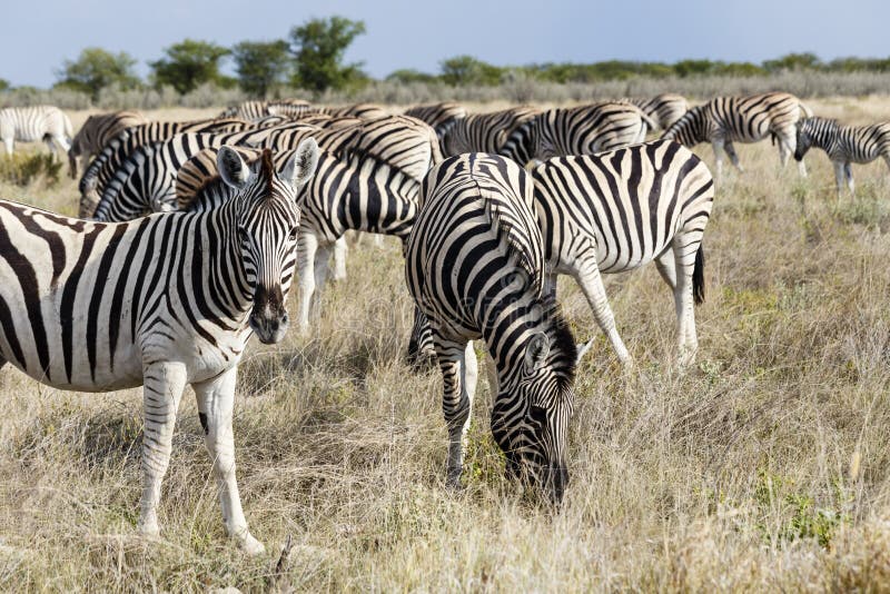 Zebras van kuddevlaktes, het Nationale Park van Etosha, Namibië royalty-vrije stock afbeeldingen Zebras van kuddevlaktes, het Nationale Park van Etosha, Namibië royalty-vrije stock afbeeldingen