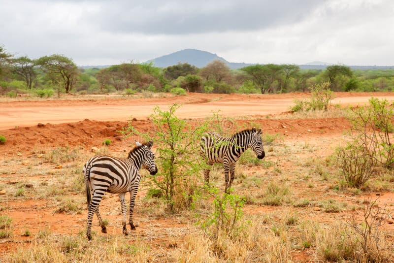 Zebras walking away, scenery of Kenya stock image Zebras walking away, scenery of Kenya stock image