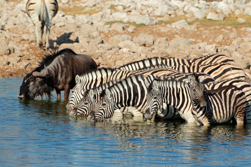 Plains zebras (Equus burchelli) and wildebeest drinking water, Etosha National Park, Namibia. Plains zebras (Equus burchelli) and wildebeest drinking water, Etosha National Park, Namibia