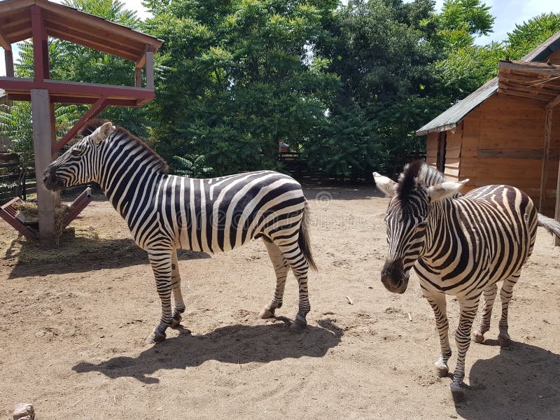 Zebras at zoo stock image. Image of domestic, wild, zebras - 184295417