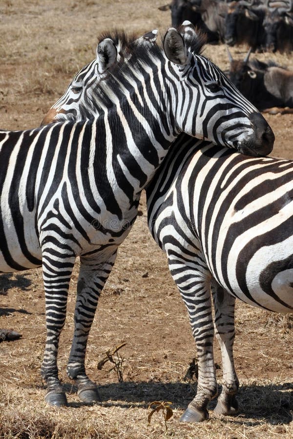 zebras αγάπης στοκ φωτογραφίες zebras αγάπης στοκ φωτογραφίες