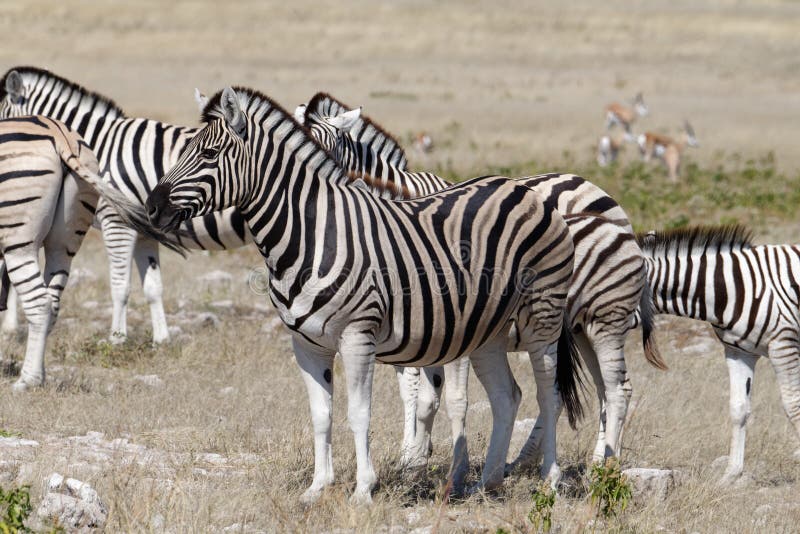 Zebras бдительный стоят на стороне стоковые изображения