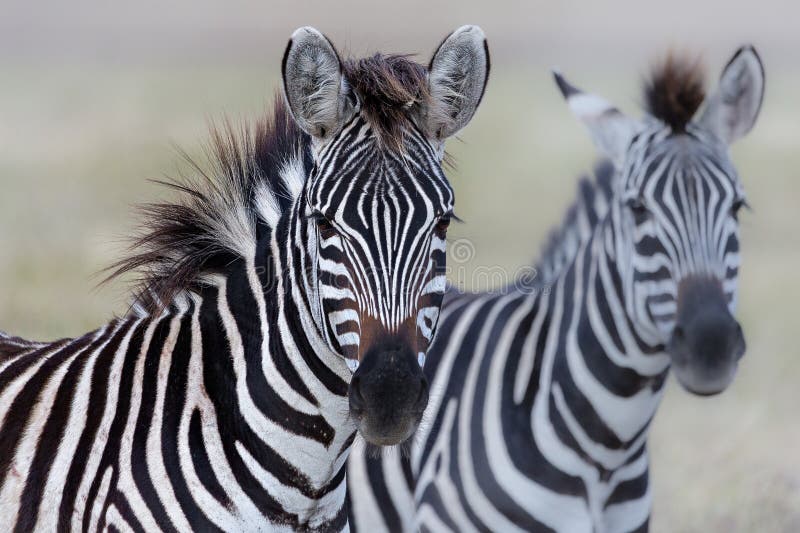 Zebras в кратере Танзании ngorongoro стоковое изображение rf