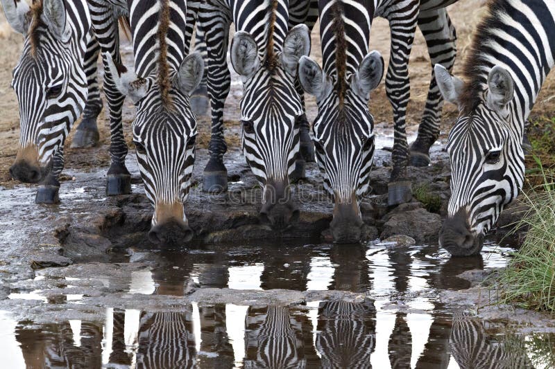 Zebras встают на сторону-- рядом питьевая вода в serengeti Танзании стоковые изображения rf