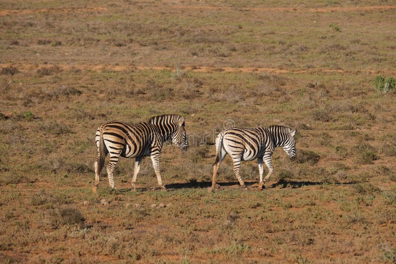 Zebras дикой природы идут бок о бок стоковые изображения