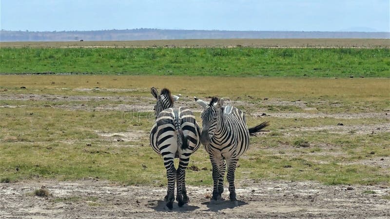 2 Zebras стоят рядом, чтобы излечить рядом стоковые фотографии rf