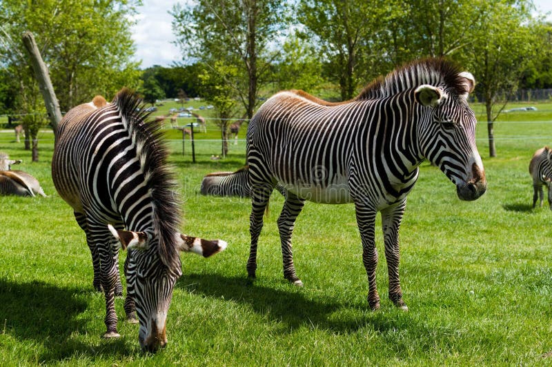 Zebras, стоящий на обочине трав, с пышной зелёной растительностью на заднем плане стоковое фото rf