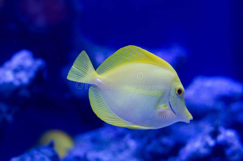 Zebrasoma gul surgeonfish Den ljusa fisken för korallreven saltar in vatten royaltyfri bild Zebrasoma gul surgeonfish Den ljusa fisken för korallreven saltar in vatten royaltyfri bild