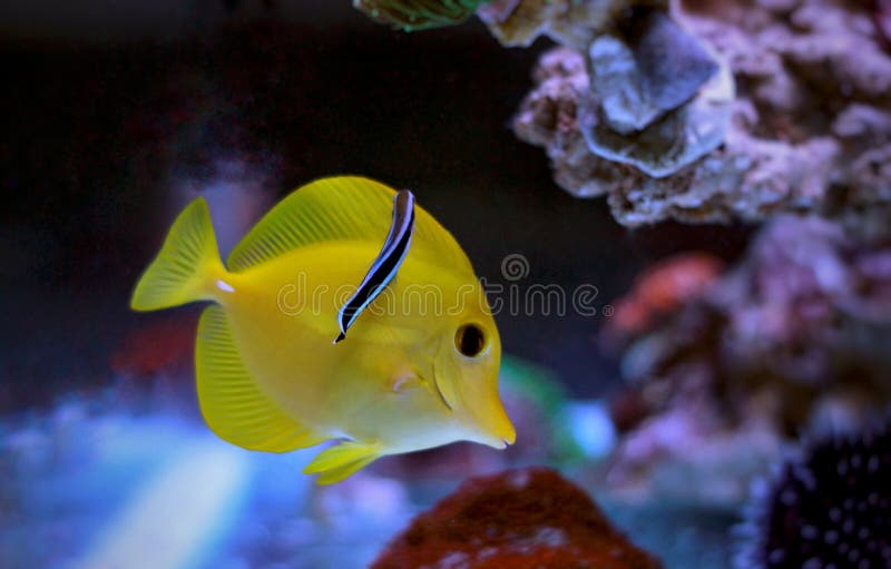 Yellow Tang and Cleaner wrasse natural color addition in aquarium. Zebrasoma tang cleaned by doctor wrasse in coral reef aquarium tank stock images Yellow Tang and Cleaner wrasse natural color addition in aquarium. Zebrasoma tang cleaned by doctor wrasse in coral reef aquarium tank stock images