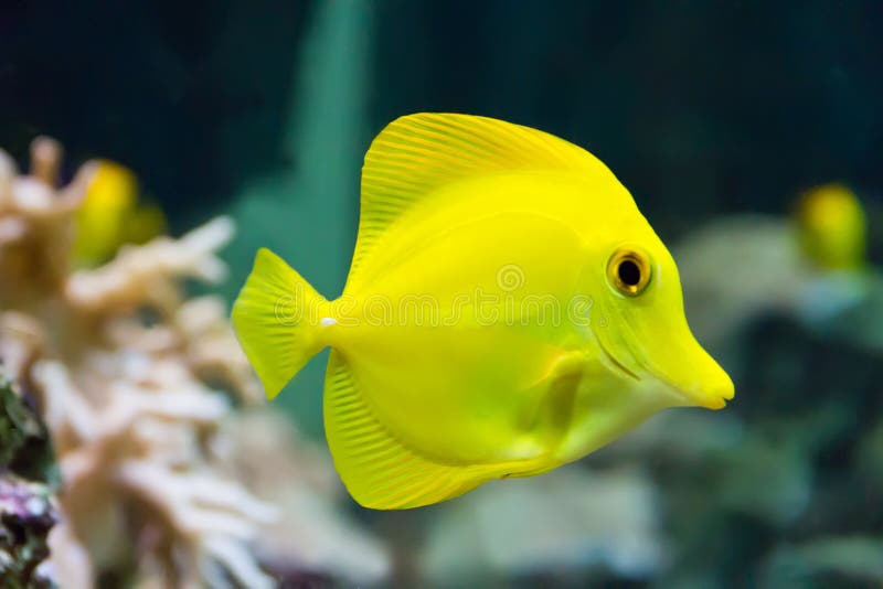 Zebrasoma yellow tang fish