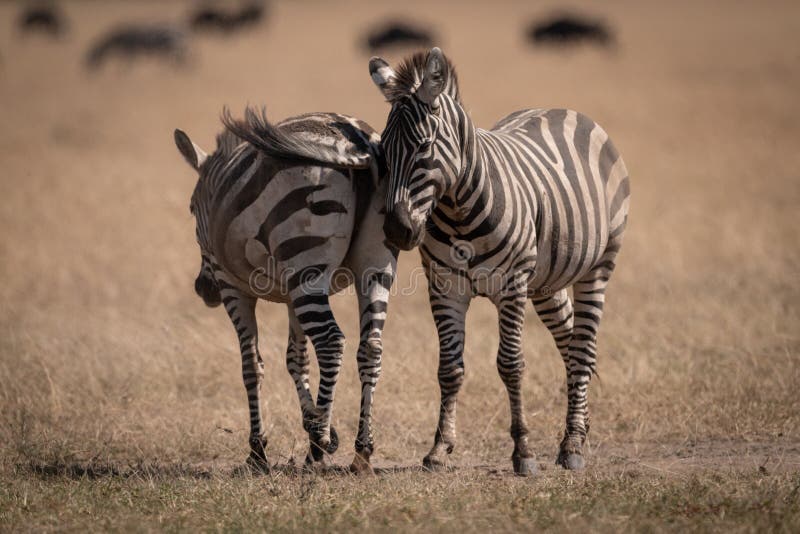 Zebrastellung mit zwei Ebenen mit Gnu hinten stockbilder Zebrastellung mit zwei Ebenen mit Gnu hinten stockbilder