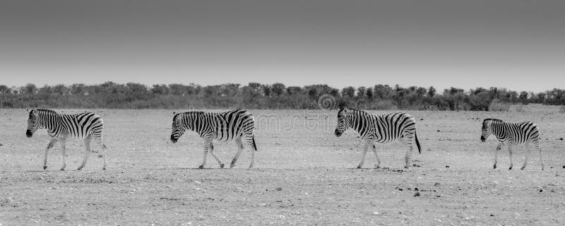 Zebrastreifen, Nationalpark Etosha, Namibia stockbild Zebrastreifen, Nationalpark Etosha, Namibia stockbild