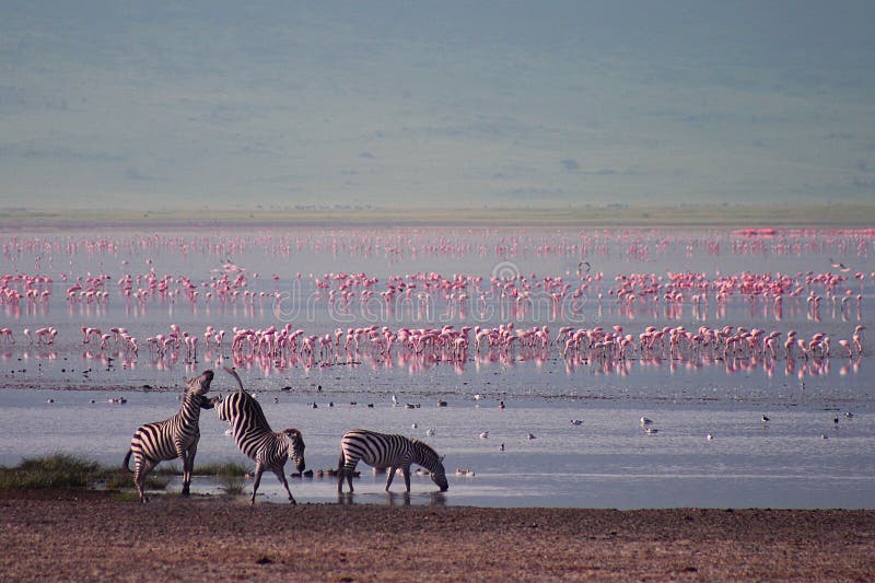 Zebre e fenicottero in Ngorongoro fotografie stock libere da diritti Zebre e fenicottero in Ngorongoro fotografie stock libere da diritti