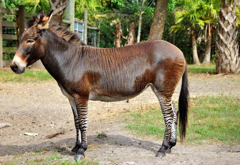 Zebroid a zebra donkey stock images