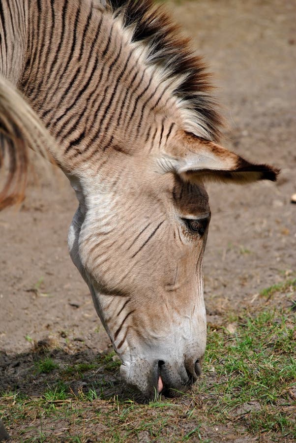 Zebroid a zebra donkey stock photography