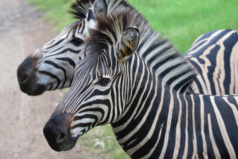 Маврикий зоопарк Casela. Голова зебры крупно фото. Двое зебры или две зебры так можно говорить. Двое зебры так можно говорить. Зебра аудио