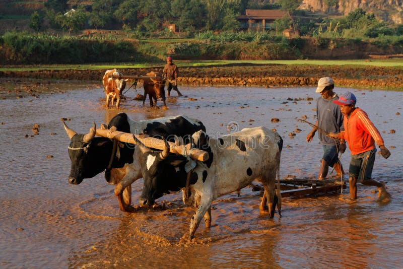 Zebus at work in the rice fields of Betafo