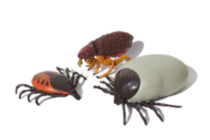 Zecken Und Flohverhinderung Stockbild Bild von flasche, floh 33760619