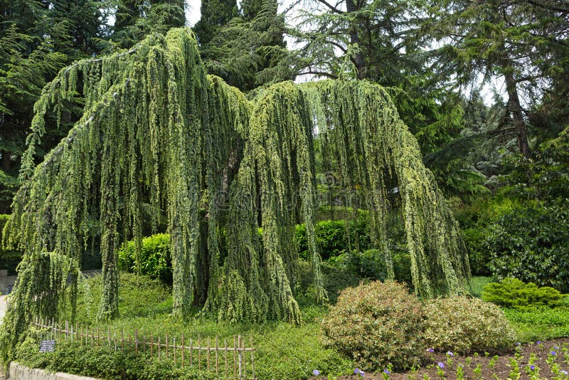 Cedar weeping - Cedrus atlantica, coniferous tree. Cedar weeping - Cedrus atlantica, coniferous tree