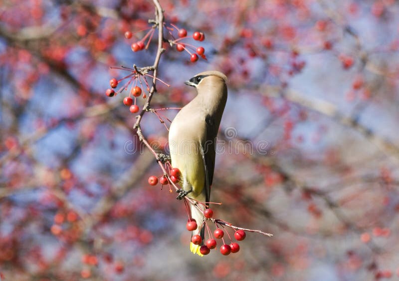 Colors of autumn and wildlife background. Beautiful autumn view with cedar waxwing bird sitting on a tree full of red berries against blue sky in Wisconsin, midwest USA. Shallow depth of field. Colors of autumn and wildlife background. Beautiful autumn view with cedar waxwing bird sitting on a tree full of red berries against blue sky in Wisconsin, midwest USA. Shallow depth of field.