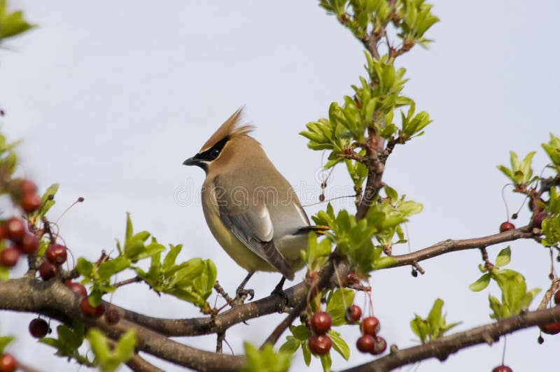 A cedar waxwing bird on a tree. A cedar waxwing bird on a tree