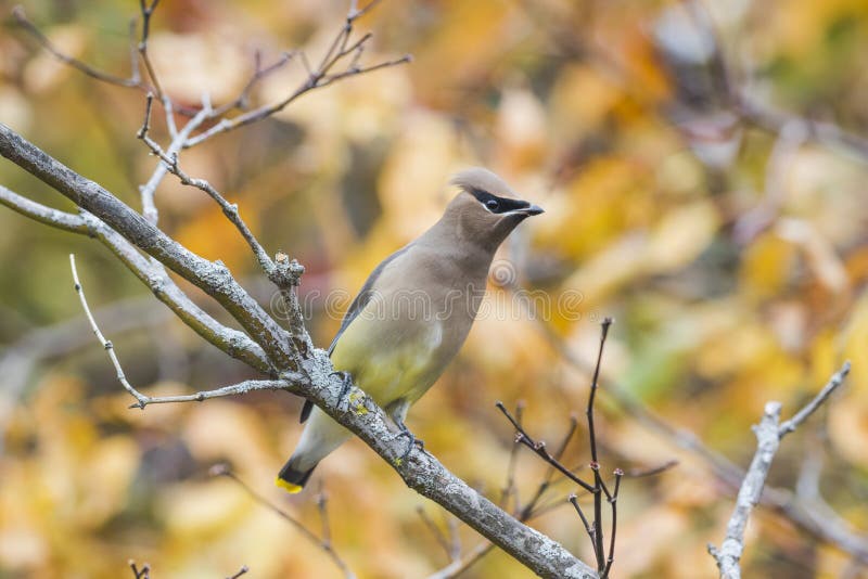 Cedar waxwing perched on branch with colorful background. Cedar waxwing perched on branch with colorful background