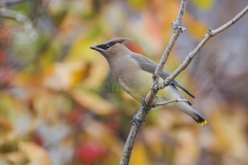 Cedar waxwing perched on branch with colorful background. Cedar waxwing perched on branch with colorful background