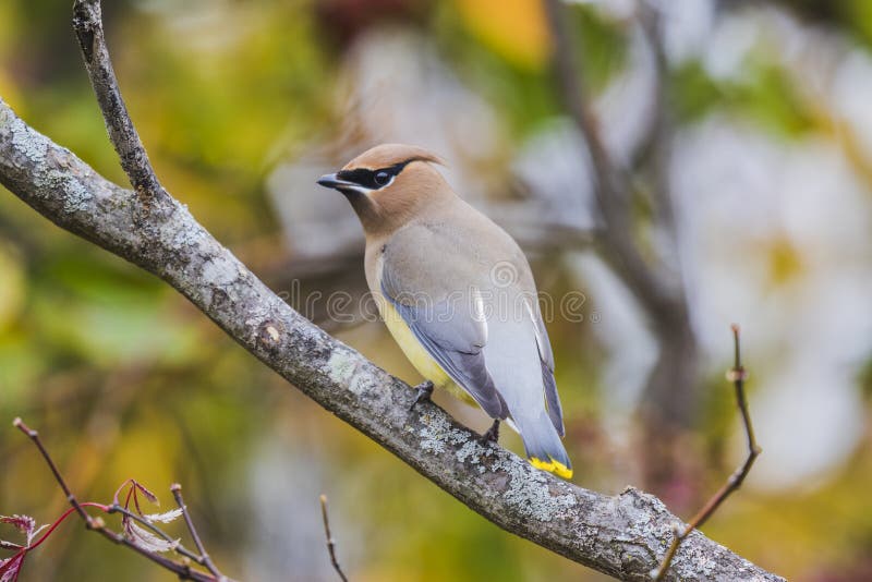 Cedar waxwing perched on branch with colorful background. Cedar waxwing perched on branch with colorful background