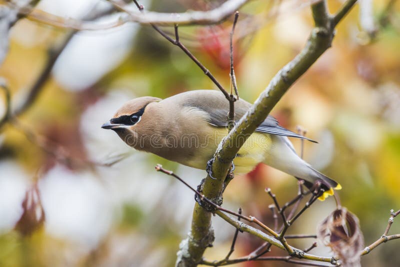 Cedar waxwing perched on branch with colorful background. Cedar waxwing perched on branch with colorful background