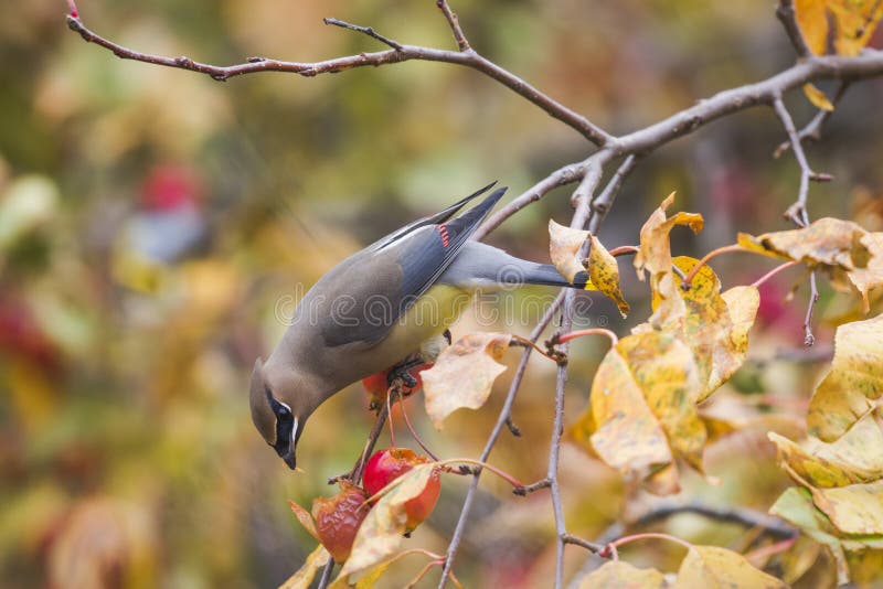 Cedar waxwing perched on branch with colorful background. Cedar waxwing perched on branch with colorful background