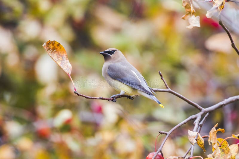 Cedar waxwing perched on branch with colorful background. Cedar waxwing perched on branch with colorful background