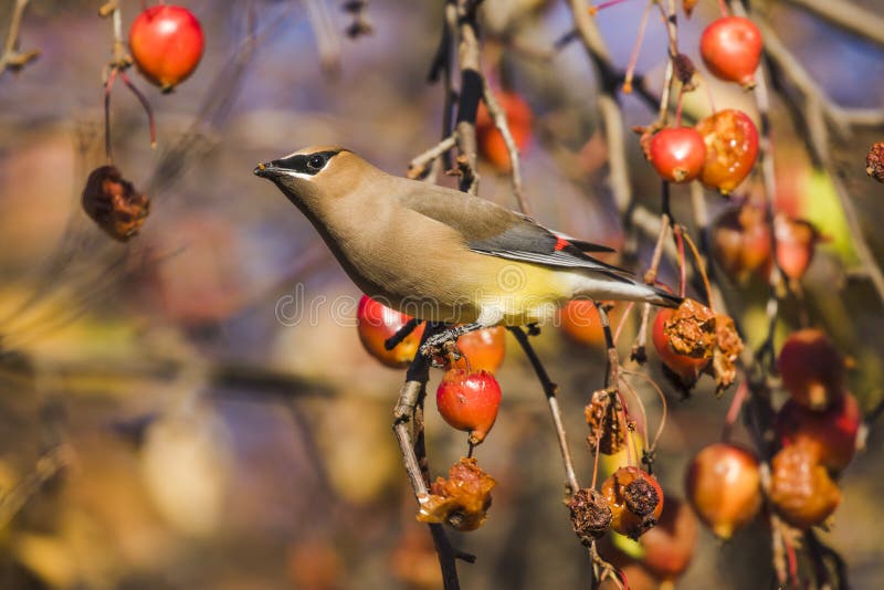 Cedar waxwing perched on branch with colorful background. Cedar waxwing perched on branch with colorful background