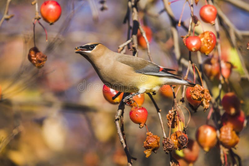 Cedar waxwing perched on branch with colorful background. Cedar waxwing perched on branch with colorful background