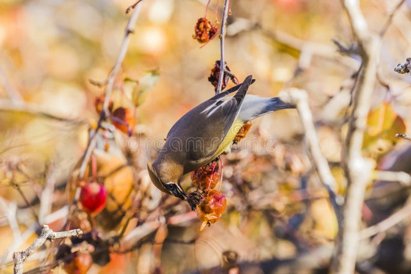 Cedar waxwing perched on branch with colorful background. Cedar waxwing perched on branch with colorful background