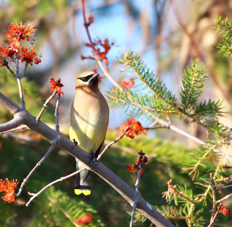 A Cedar Waxwing bird in colorful spring environment with nice catch-light and friendly eye contact. A Cedar Waxwing bird in colorful spring environment with nice catch-light and friendly eye contact