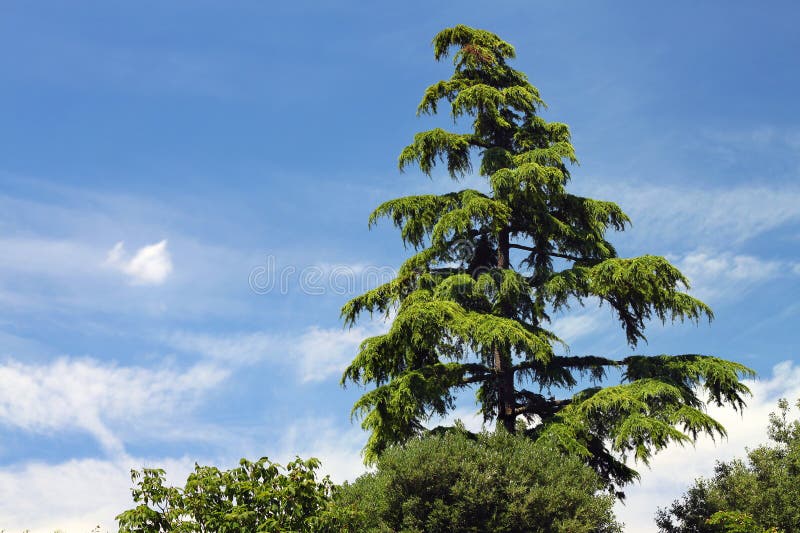 A lush,green cedar tree against a summer blue sky. A lush,green cedar tree against a summer blue sky