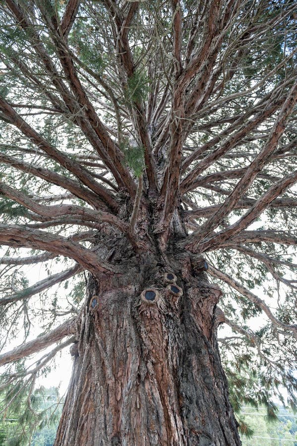 Cedar tree with its texture on bark. Cedar tree with its texture on bark