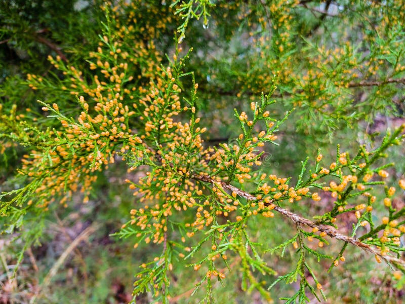 This is a photo of a cedar tree in the woods of North Carolina. I believe it is an Eastern Red Cedar but I`m not positive. This is a photo of a cedar tree in the woods of North Carolina. I believe it is an Eastern Red Cedar but I`m not positive.