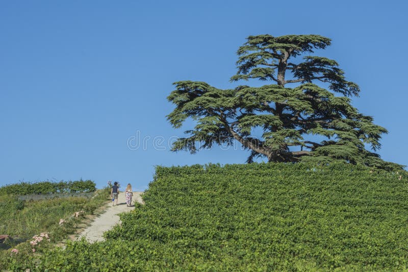 Cedar tree of Lebanon of La Morra, Cuneo, Piedmont. Cedar tree of Lebanon of La Morra, Cuneo, Piedmont