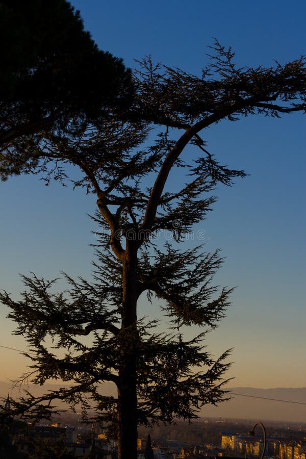 Cedar tree silhouette on night sky background. Sunset. Cedar tree silhouette on night sky background. Sunset